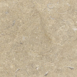Jerusalem Gold Shell Jerusalem Gold Shell